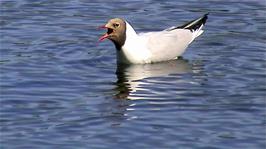 A black-headed gull on a side-marsh of Stora Stokkavatnet, Stavanger
